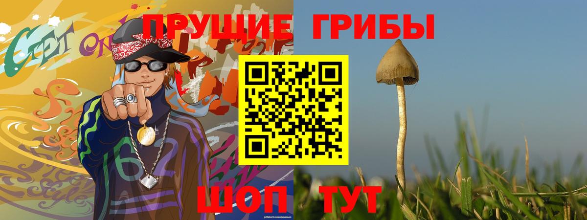 Галлюциногенные грибы Psilocybe Северобайкальск